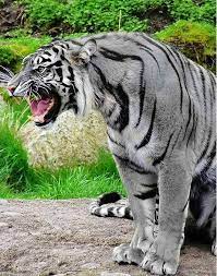 Maltese Tiger Animals Beautiful Rare Animals Animals