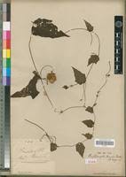 Image result for Raphidiocystis jeffreyana