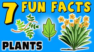 Plants use different methods to spread their seeds. 7 Fun Facts About Plants Plant Facts For Kids Learning Colors Trees Flowers Funny Sock Puppet Youtube