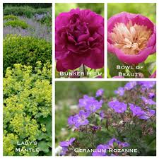 Allium Garden Design Bountiful Blooms Perennial Garden Design Allium Garden Plant Combinations