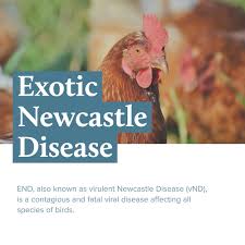 This disease can affect both domestic and wild birds. Signs Of Illness In Poultry Exotic Newcastle Disease End River Landings Animal Clinic In Bradenton Florida