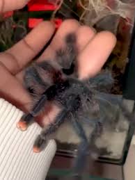 Image result for spinne biss haut reaktion