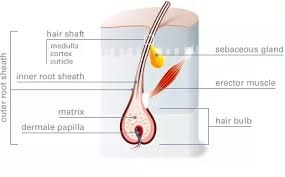 We did not find results for: What Is The Cellular Structure Of A Root Hair Cell Quora
