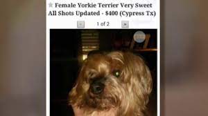 Family Buys Back Lost Dog After Seeing It On Craigslist Abc7 San Francisco