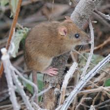 There are over 493 cities in murfreesboro with companies in the business services (unclassified) category. Pest Proof Your Home This Winter Nashville Murfreesboro Tn