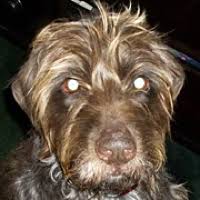 Maybe you would like to learn more about one of these? Wirehaired Pointing Griffon Rescue Adoptions
