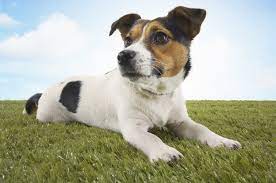 8 Things You Didn T Know About The Jack Russell Terrier