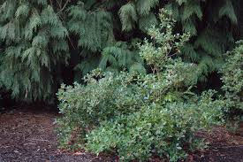 Image result for Ternstroemia polypetala