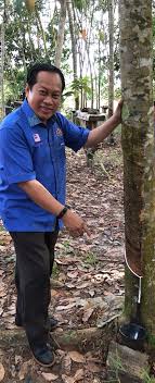 Sejarah ringkas pokok getah di malaysia. Pokok Getah In English