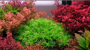 Image result for Syngonanthus poggeanus