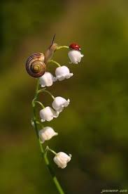 Trouvez les muguet images et les photos d'actualités parfaites sur getty images. Muguet Coccinelle