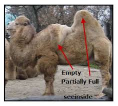 Deserts are hot and dry. A Camel S Adaptive Characteristic Vancleave S Science Fun