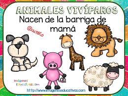 Pin En Animales