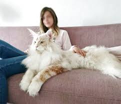 No records of the maine coon's exact origins and date of introduction to the united states exist, so several competing hypotheses have been suggested. Maine Coon For Sale In Uk 84 Second Hand Maine Coons