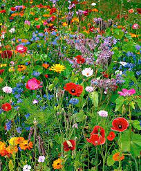 Seed Mat Wild Flower Mix Seed Easiest Way To Create A Border Of Wild Flowers With The Wildflowers Mix You Wildflower Garden Wildflower Seeds Wild Flowers