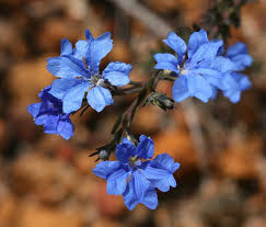 We did not find results for: Blue Lechenaultia Australian Wildflowers Australian Flowers Australian Native Flowers