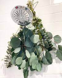 Trader Joe S List On Instagram Eucalyptus Shower Hack I M Going To Answer Your Most Asked Eucalyptus Shower Q In 2021 Shower Plant Eucalyptus Shower Plant Leaves