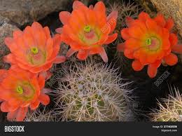 Saguaro cactus fruit, seeds, desert plant, producer, rio salado, tonto national forest, arizona. Orange Cacti Flowers Image Photo Free Trial Bigstock