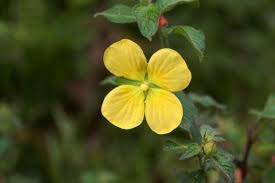 Image result for Ludwigia jussiaeoides