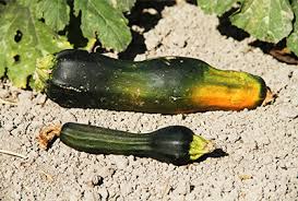 Grating zucchini, rather than chopping it, makes it nearly dissolve in baked goods or creates soft, delicate additions to salads and sautés. Squash Summer Squash Zucchini