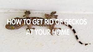 And crawling everywhere in your home? 15 Diy Ways To Control Geckos Naturally Homemade Remedies Pest Wiki