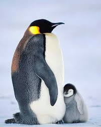 Twitter Imparator Penguen Yavru Penguenler Hayvan