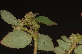 Image result for Euphorbia ophthalmica