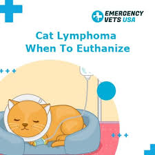 Probably $500 to $1,000 to do the initial q: Cat Lymphoma When To Euthanize Our Opinion