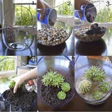 Succulent Terrarium Succulent Terrarium Plants Succulents In Glass