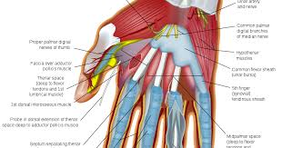 Tendons Of The Hand Within The Structure Of The Hand There Are Many Specialized Units That Allow Extensive Articulatio Hand Anatomy Hand Therapy Anatomy