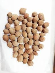 Image result for Terminalia bellirica