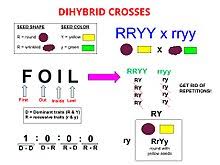 The top and the female's gametes down the side. Dihybrid Cross Wikipedia