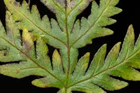 Image result for Doryopteris concolor