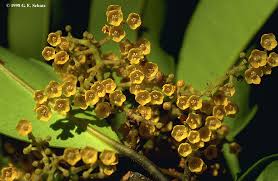 Image result for Myrsinaceae