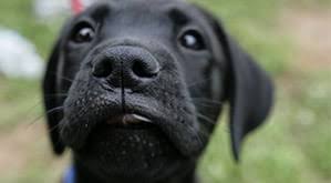 Adopt reynolds on labrador retriever mix, dogs, animals. Home Page Labrador Friends