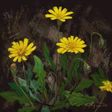 Image result for Thunbergianthus muloloensis