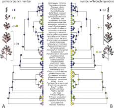 Image result for Hyparrhenia diplandra