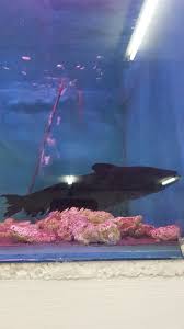 Najur menggunakan umpan ikan sepat hasilnya bikin. Daud Aiman Sur Twitter Anak Ikan Tapah Yg Siripnya Bnyak Koyak Tapah Ni Adalah Antara River Giants Tempatan Kita Orang Selalu Cerita Tentang Betapa Rakus Ikan Ni Sambar Monyet Has To