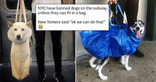 Image result for dog in bag in subway