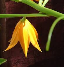 Image result for Littonia modesta