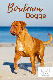 Die bordeaux dogge (dogue de bordeaux, französischer mastiff oder bx) ist, wie der name es bereits vermuten lässt, ein hunderasse aus frankreich. Die Bordeaux Dogge Ist Ein Beliebter Molosser Aus Frankreich Er Dient Heute Nicht Nur In Seiner Heimat Als Beliebter Wachhund Hunde Rassen Hunderassen Hunde