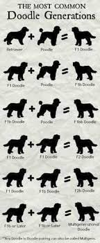 White undermount kitchen bathroom sinks. 27 Black Labradoodle Ideas Labradoodle Black Labradoodle Goldendoodle