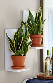 Wall Mounted Succulent Planter Plants Plant Decor House Plants Indoor