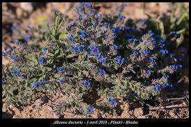 Image result for Tinnea rhodesiana