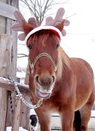 We did not find results for: Christmas Horse 2 Free Stock Photos Rgbstock Free Stock Images Sue R B February 01 2010 30
