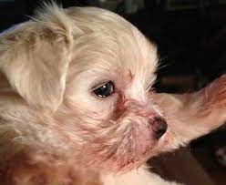 What Are The Causes Of Dog Tear Stains Pet Az
