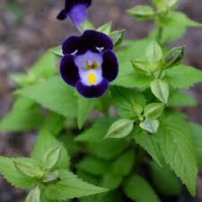 Image result for Torenia thouarsii