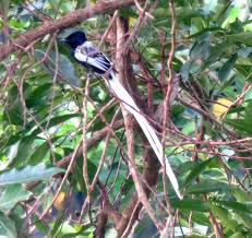 Birds With Long Tail Feathers African Paradise Flycatcher What A Spectacular Bird The Long Tail Feathers Look Like Ribbons When It Flies Birds Different Birds Flycatcher