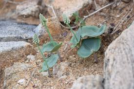 Image result for Eriospermum roseum