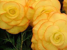 Begonias Yellow Hd Wallpapers Begonias Yellow Orange Hd Wallpaper Download Free Flowers Hd Wallpapers Top Hd Wall Flowers Hampton Court Flower Show Flower Show